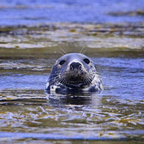 seal